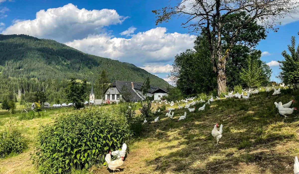 Der große Auslauf am Biohof von Fam. Oberder